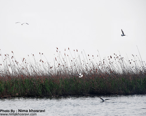 IRAN - Anzali Lagoon