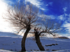 IRAN - Lorestan