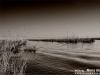 IRAN - Anzali Lagoon .